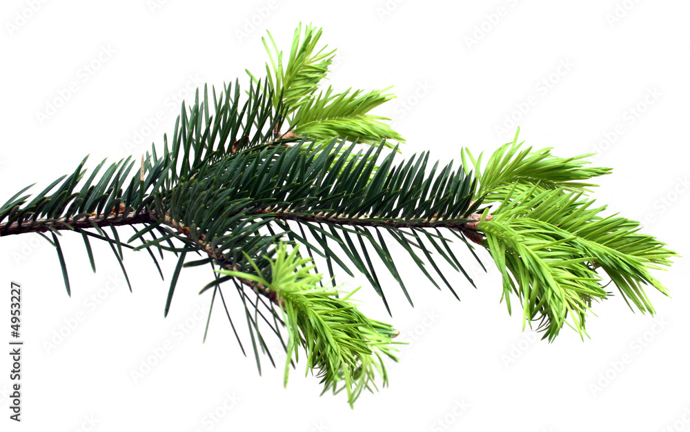 fur-tree fur-tree