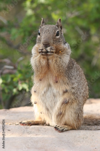 american squirrel