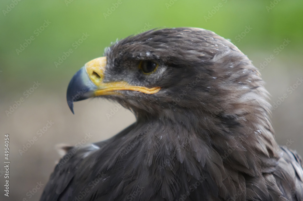 steppe eagle