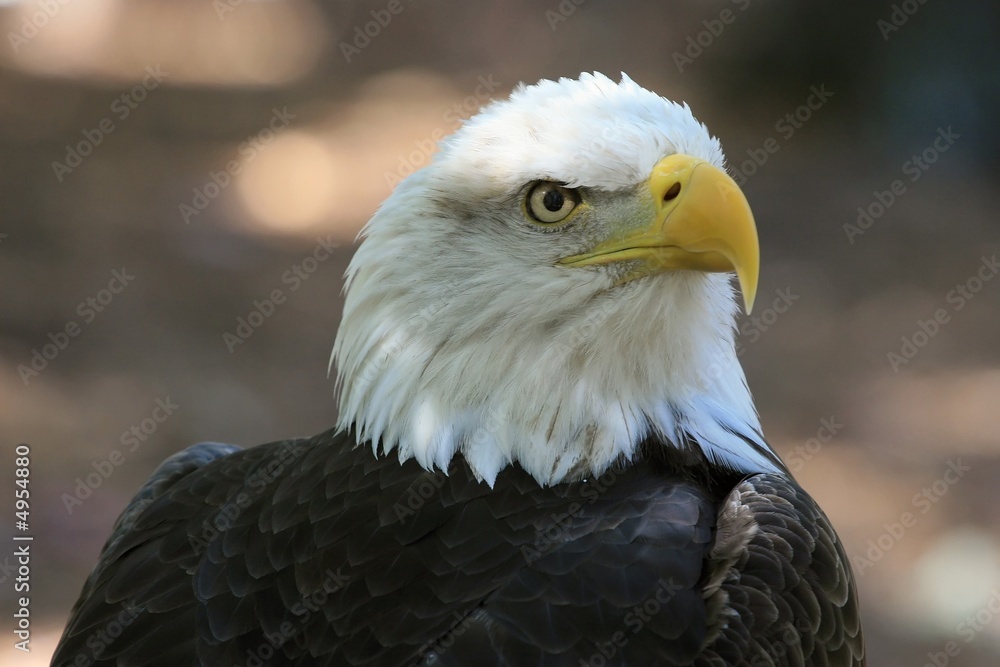 Obraz premium Bald Eagle