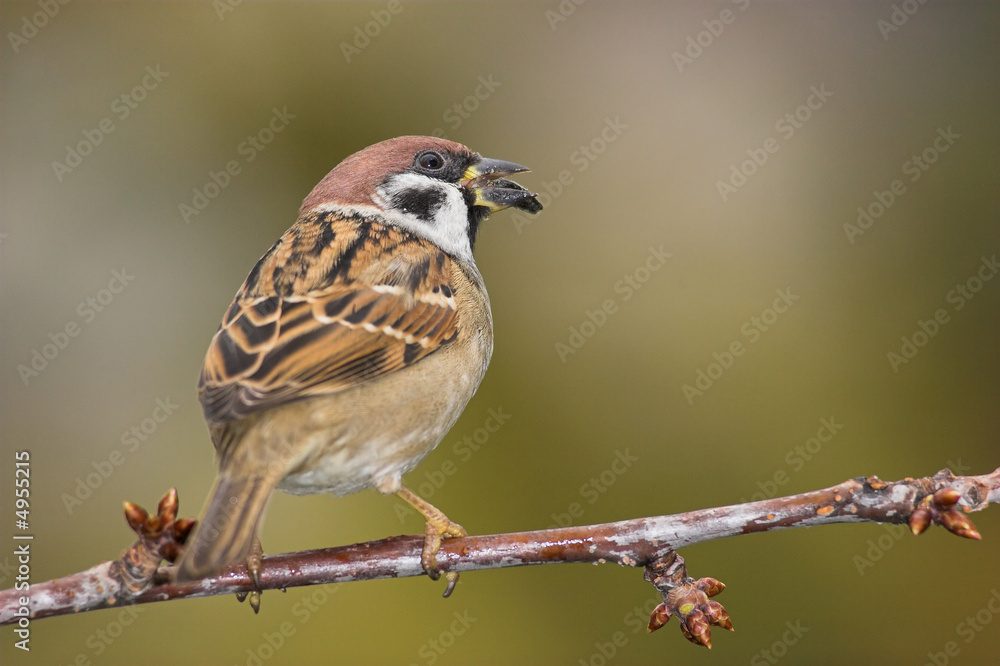 Beautiful sparrow on branch Beautiful sparrow on branch