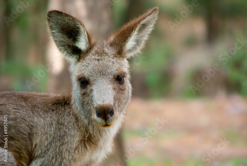 Fototapeta Naklejka Na Ścianę i Meble -  australian kangaroo