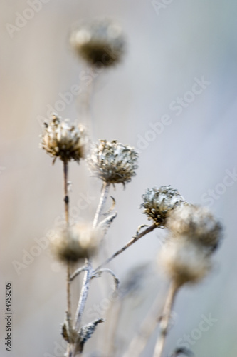 Seed pods Macro shot