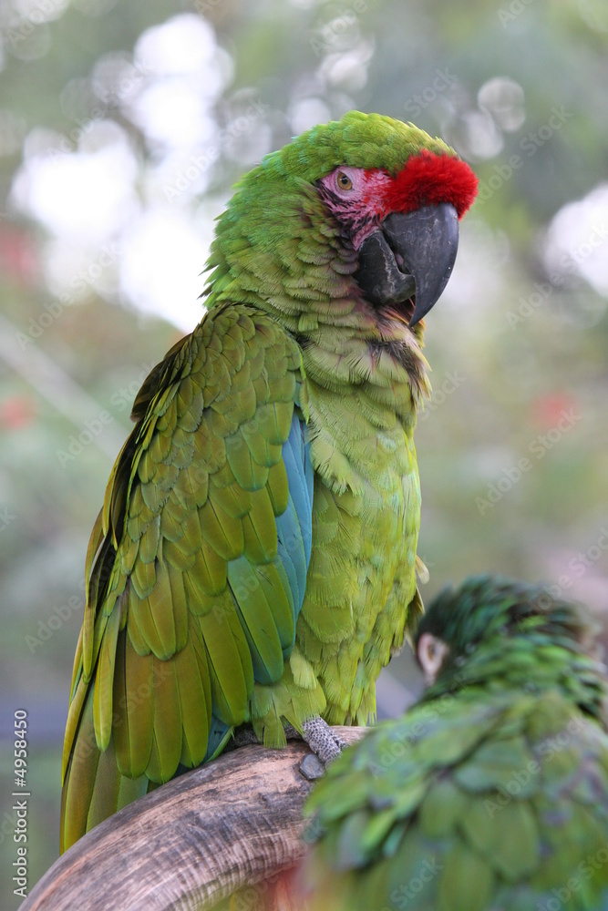 Naklejka premium PARROT SLEEPING