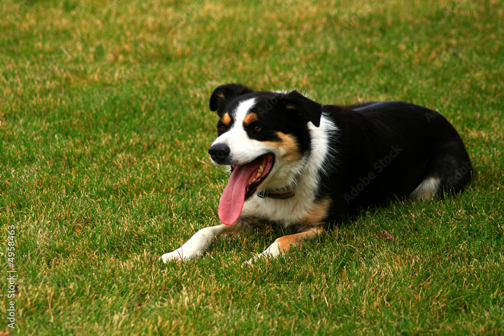 Fototapeta premium Border Collie 2