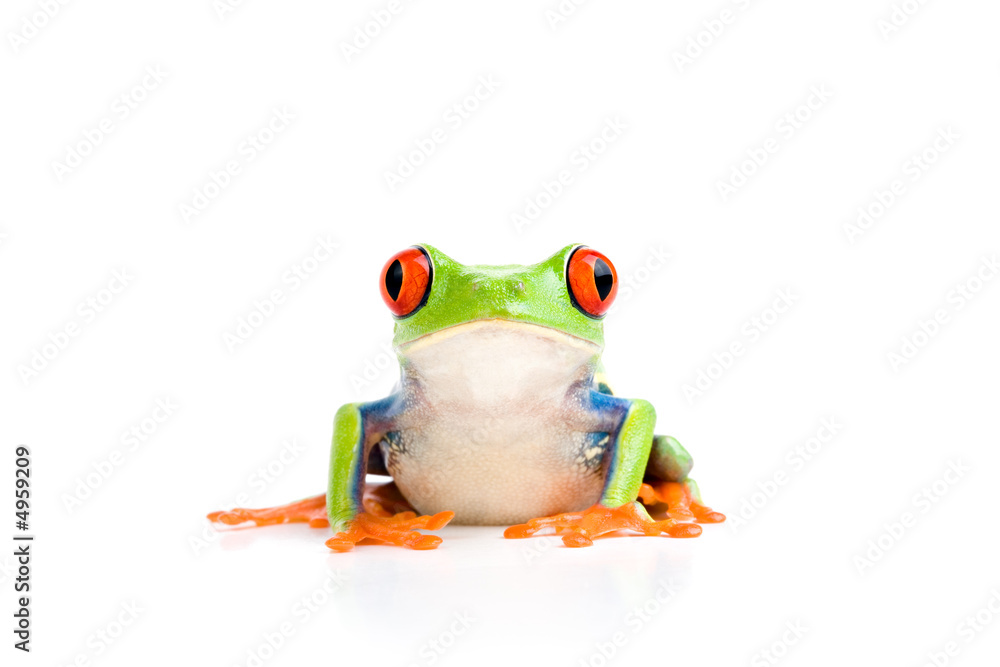 Obraz premium frog isolated on white