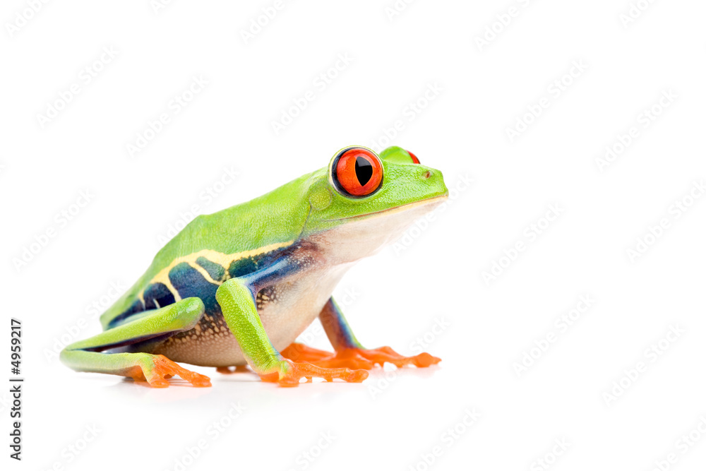 Fototapeta premium red-eyed tree frog isolated on white