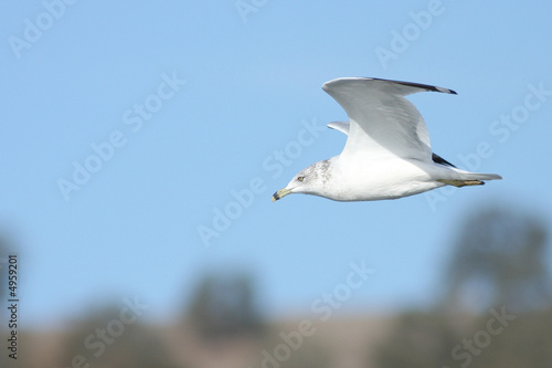 Flying Gull