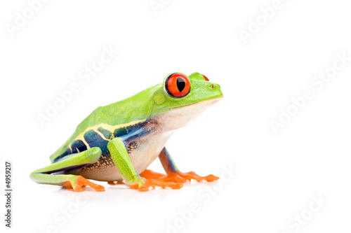 Fototapet red-eyed tree frog isolated on white