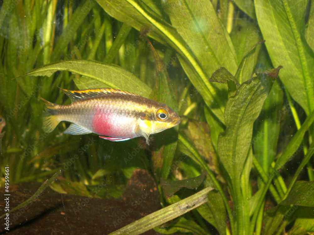 pelvicachromis pulcher pelvicachromis pulcher
