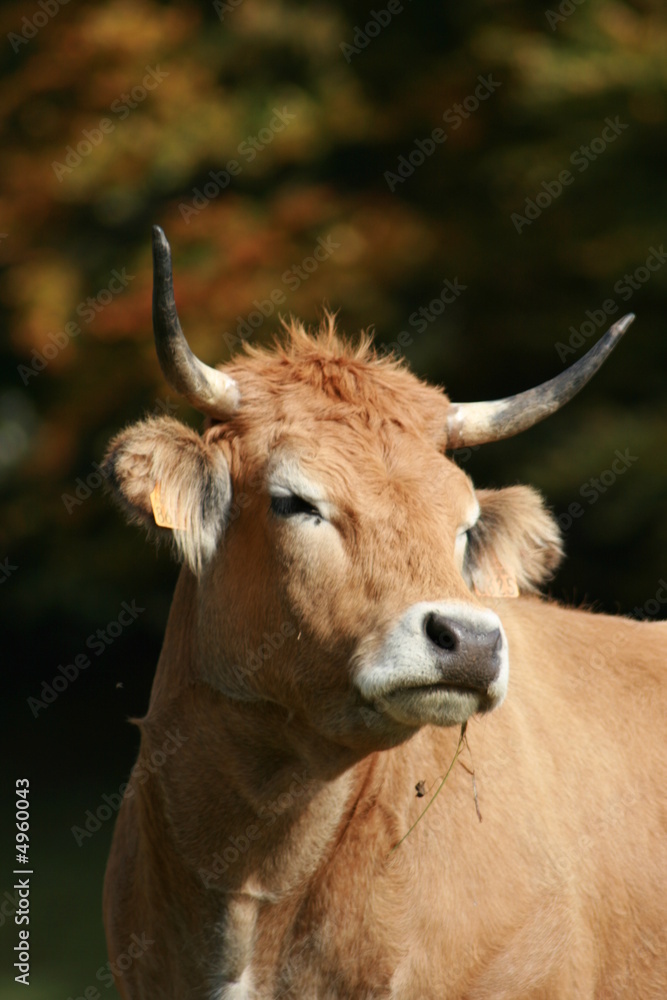 Vache 7 Vache 7