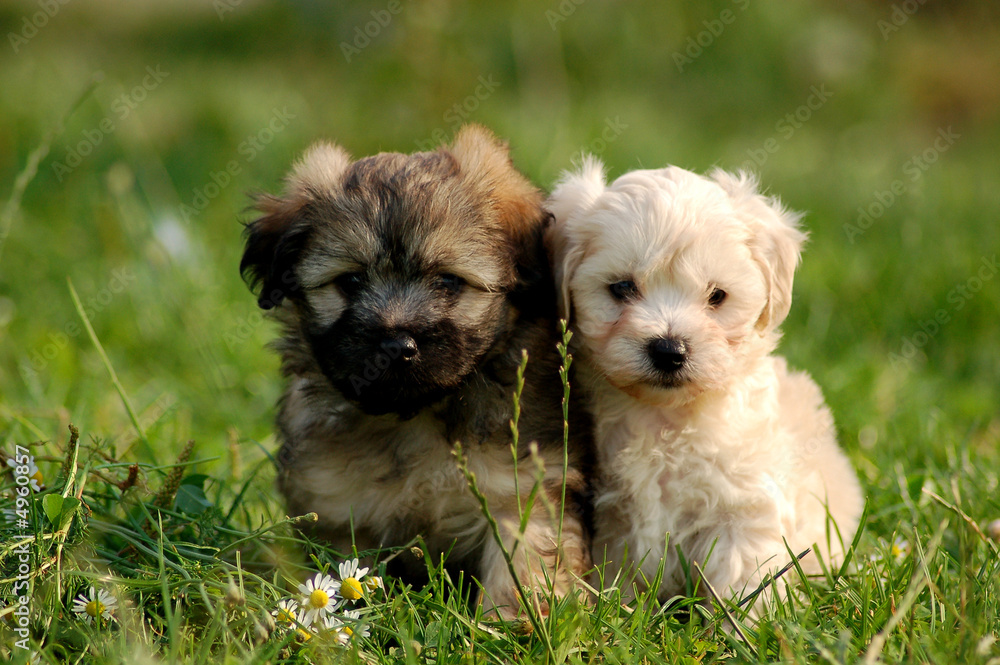 Hundewelpen