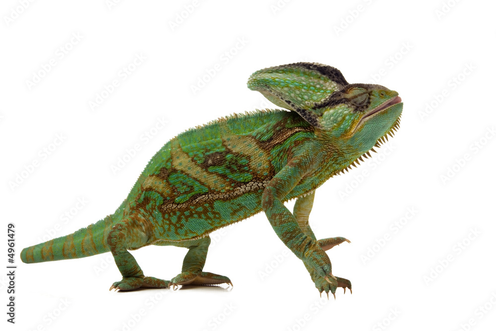 Obraz premium green chameleon