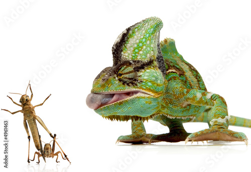 chameleon and crickets