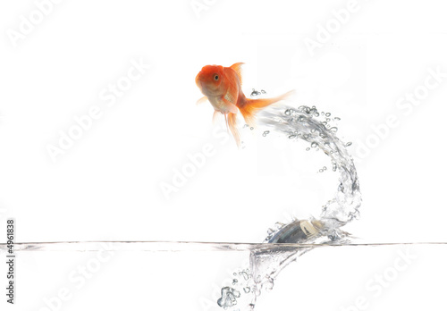 Flying golden fish