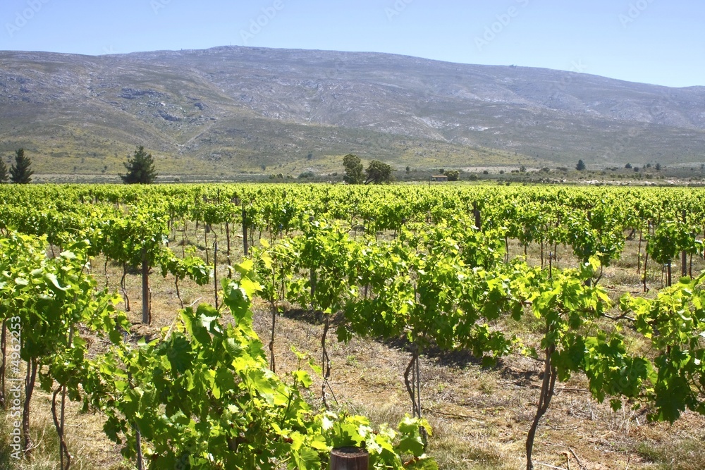 Vineyard close to a mountain