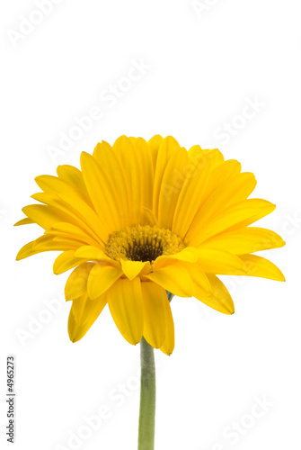 Gerbera Daisy