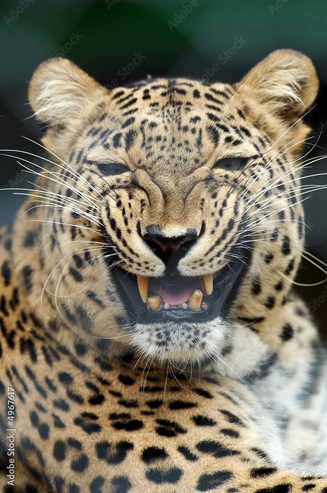 Obraz premium Threatening leopard