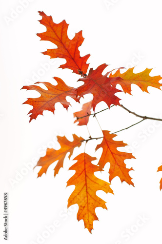 Backlit oak leafs