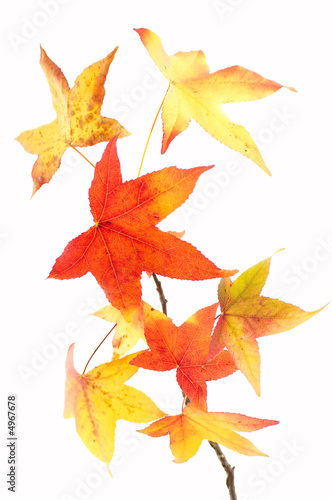 Backlit maple leafs