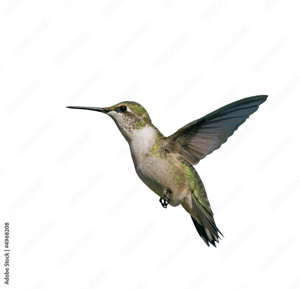 Fototapeta premium Flying Hummingbird isolated on white.