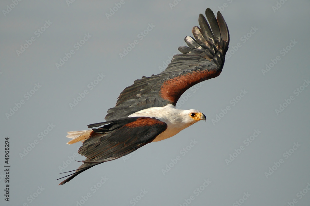 Obraz premium African Fish Eagle (Haliaeetus vocifer).