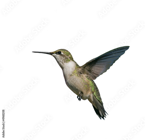 Flying Hummingbird isolated on white.