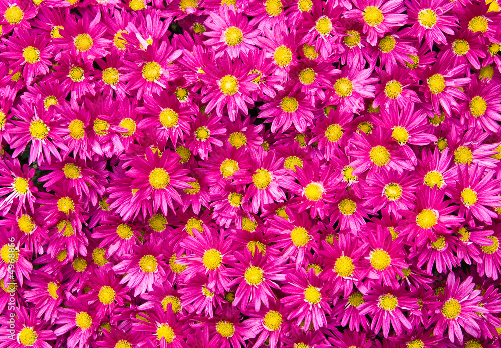 purple daisy background purple daisy background