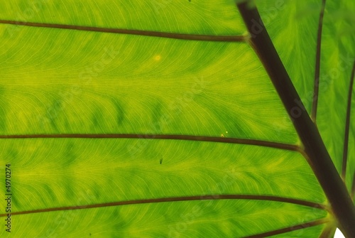 big yam leaf in the gardens