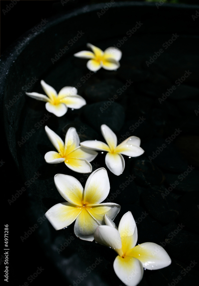 Floating frangipanis Floating frangipanis