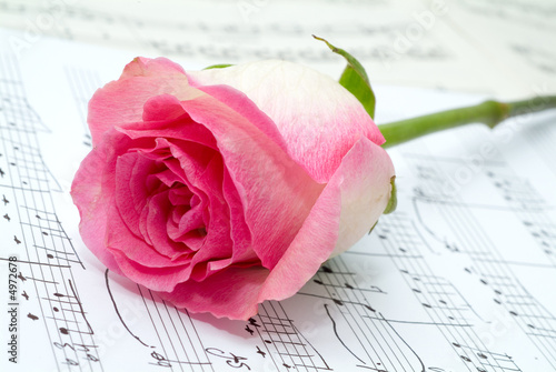 Pink rose on a musical sheet.