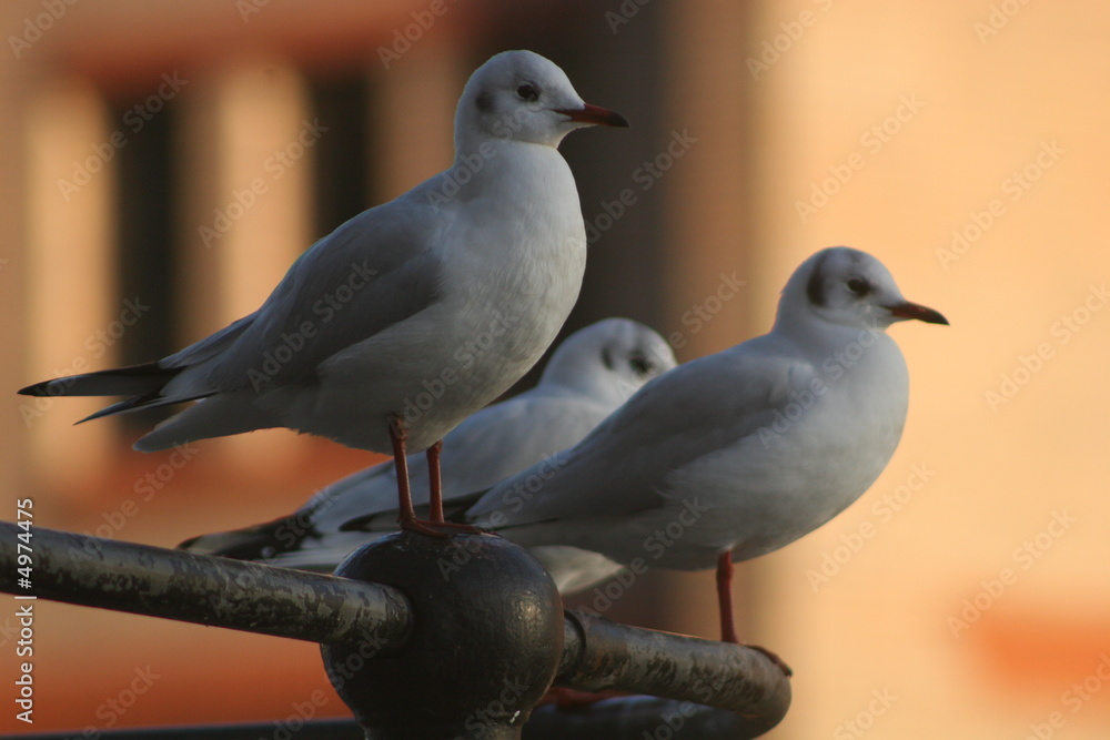 Obraz premium seagulls