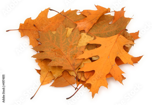 dry oak leaves