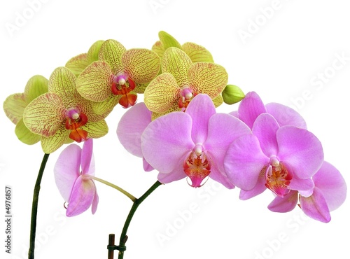 two twigs of orchids
