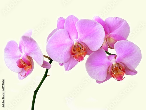 bunch of lila orchid flowers
