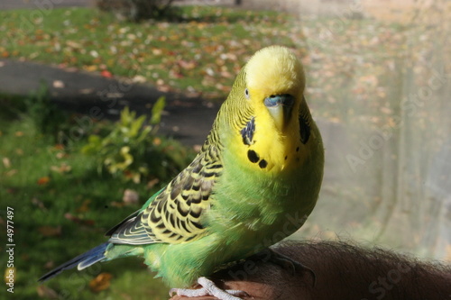 budgie