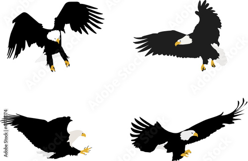 bald eagle illustrations