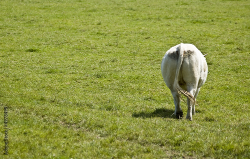 vache vue arrière