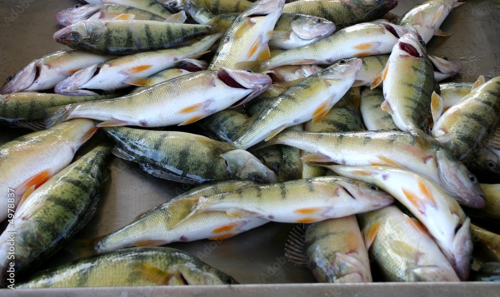 Obraz premium nice catch