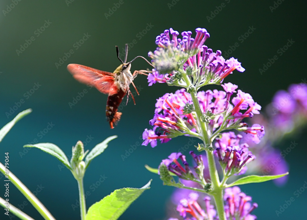 Obraz premium Common Clearwing Hummingbird Moth