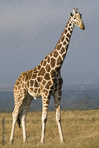 Reticulated Giraffe
