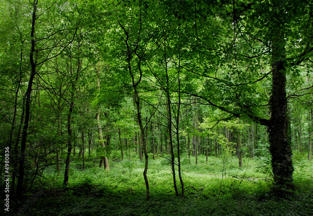Fototapeta premium forêt