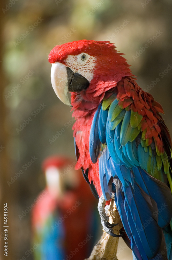 Green-winged macaw Green-winged macaw