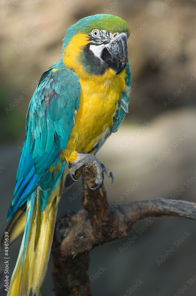 Blue and gold macaw