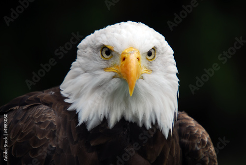 American Bald Eagle  Haliaeetus leucocephalus 