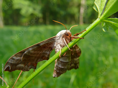 Butterfly Hawkmoth 10 photo