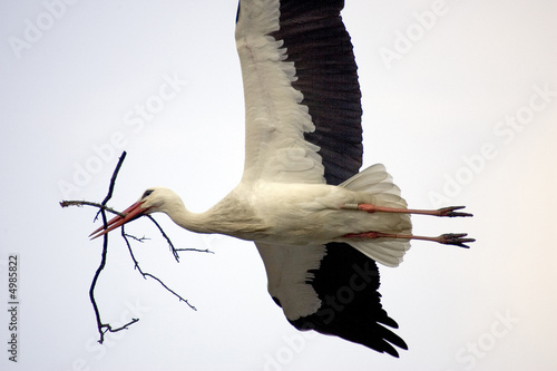 Cigogne en vol