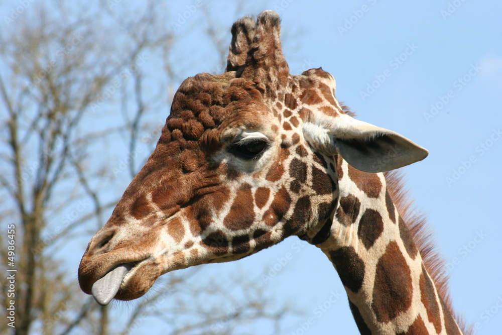 Naklejka premium Giraffe Zunge bleckend