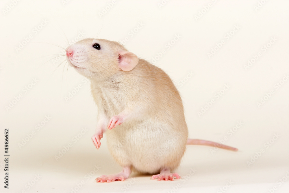 White rat sitting on a white background in a studio