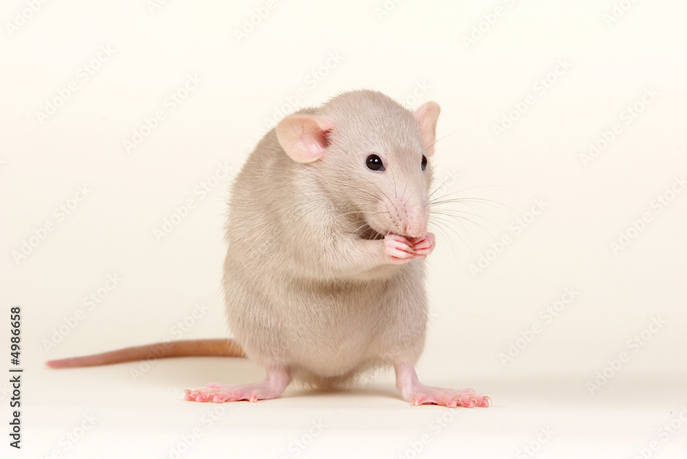 White rat sitting on a white background in a studio White rat sitting on a white background in a studio